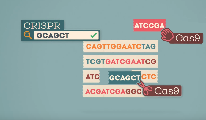 CRISPR/Cas9 method simplified 